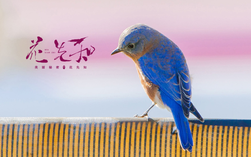 美丽秘密 · 花先知